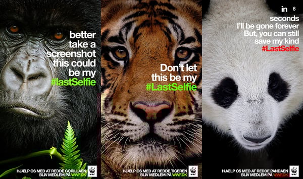 wwf россии картинки